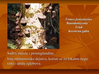 Fomes fomentarius
Bassidomycota
Trud
Kresivna guba

Sadrži sterole i prostaglandine.
Ima antitumorsko dejstvo, koristi se za lokalnu negu
rana i upalu zglobova.

 