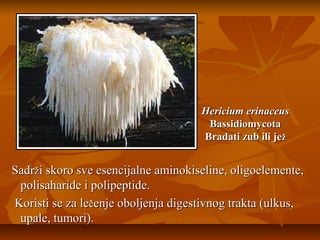 Hericium erinaceus
Bassidiomycota
Bradati zub ili jež

Sadrži skoro sve esencijalne aminokiseline, oligoelemente,
polisaharide i polipeptide.
Koristi se za lečenje oboljenja digestivnog trakta (ulkus,
upale, tumori).

 