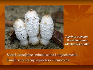 Coprinus comatus
Bassidiomycota
Advokatska perika

Sadrži esencijalne aminokiseline i oligoelemente.
Koristi se za lečenje dijabetesa i hemoroida.

 