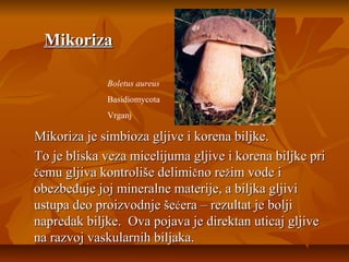 Mikoriza
Boletus aureus
Basidiomycota
Vrganj

Mikoriza je simbioza gljive i korena biljke.
To je bliska veza micelijuma gljive i korena biljke pri
čemu gljiva kontroliše delimično režim vode i
obezbeđuje joj mineralne materije, a biljka gljivi
ustupa deo proizvodnje šećera – rezultat je bolji
napredak biljke. Ova pojava je direktan uticaj gljive
na razvoj vaskularnih biljaka.

 