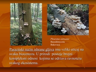 Pleurotus ostreatus
Bassidimycota
Bukovača

Parazitski način ishrane gljiva ima veliki uticaj na
svaku biocenozu. U prirodi postoje brojni
kompleksni odnosi kojima se održava ravnoteža
svakog ekosistema.

 