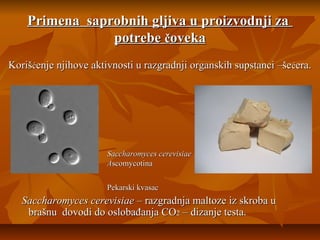 Primena saprobnih gljiva u proizvodnji za
potrebe čoveka
Korišćenje njihove aktivnosti u razgradnji organskih supstanci –še ćera.

Saccharomyces cerevisiae
Ascomycotina
Pekarski kvasac

Saccharomyces cerevisiae – razgradnja maltoze iz skroba u
brašnu dovodi do oslobađanja CO2 – dizanje testa.

 