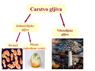 Carstvo gljiva
Jednoćelijske
gljive
Kvasci Plesni
(određene vrste)
Višećelijske
gljive
 