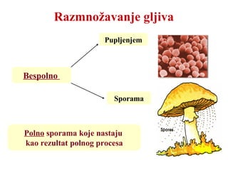 Razmnožavanje gljiva
Bespolno
Pupljenjem
Sporama
Polno sporama koje nastaju
kao rezultat polnog procesa
 