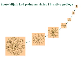 Spore klijaju kad padnu na vlažnu i hranjivu podlogu
 