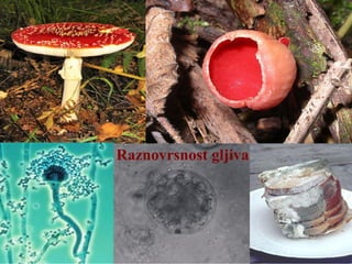 Raznovrsnost gljiva
 