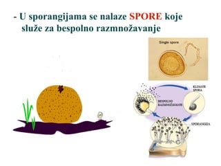 - U sporangijama se nalaze SPORE koje
služe za bespolno razmnožavanje
 