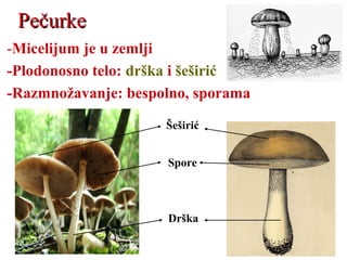 PečurkePečurke
-Micelijum je u zemlji
-Plodonosno telo: drška i šeširić
-Razmnožavanje: bespolno, sporama
Šeširić
Spore
Drška
 