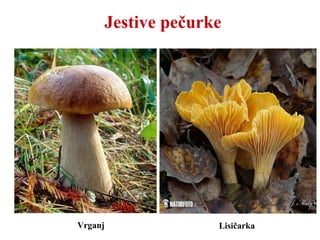 Vrganj
Jestive pečurke
Lisičarka
 