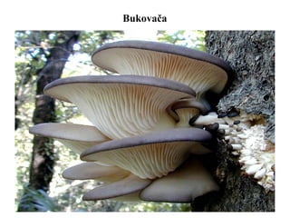 Bukovača
 