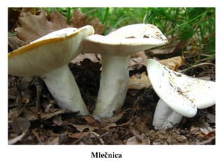 Mlečnica
 