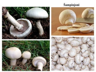 Šampinjoni
 