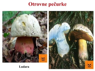 Otrovne pečurke
Ludara
 