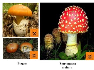 Blagva Smrtonosna
muhara
 