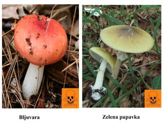 Bljuvara Zelena pupavka
 