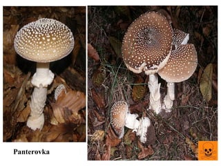 Panterovka
 