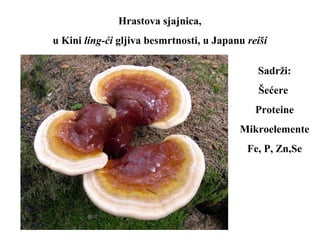 Hrastova sjajnica,
u Kini ling-ći gljiva besmrtnosti, u Japanu reiši
Sadrži:
Šećere
Proteine
Mikroelemente
Fe, P, Zn,Se
 