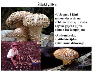 Šitaki gljiva

U Japanu i Kini
samonikla vrsta na
deblima hrasta, u svetu
najviše gajena gljiva
odmah iza šampinjona

Antitumorsko,
amtibakterijsko,
antivirusno delovanje
 