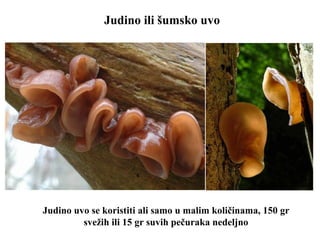 Judino ili šumsko uvo
Judino uvo se koristiti ali samo u malim količinama, 150 gr
svežih ili 15 gr suvih pečuraka nedeljno
 