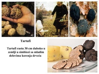 Tartufi
Tartufi rastu 30 cm duboko u
zemlji u simbiozi sa mladim
delovima korenja drveća
 