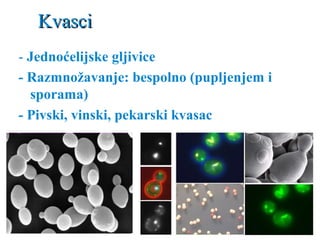KvasciKvasci
- Jednoćelijske gljivice
- Razmnožavanje: bespolno (pupljenjem i
sporama)
- Pivski, vinski, pekarski kvasac
 