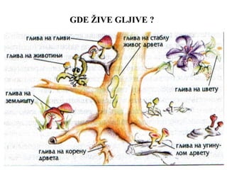 GDE ŽIVE GLJIVE ?
 