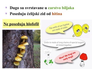 Dugo su svrstavane u carstvo biljaka
Poseduju ćelijski zid od hitina
Ne poseduju hlofofil
 
