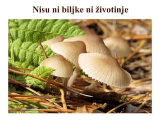 Nisu ni biljke ni životinje
 