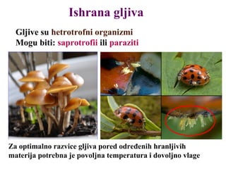 Ishrana gljiva
Gljive su hetrotrofni organizmi
Mogu biti: saprotrofii ili paraziti
Za optimalno razvice gljiva pored određenih hranljivih
materija potrebna je povoljna temperatura i dovoljno vlage
 