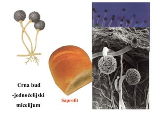 Crna buđ
-jednoćelijski
micelijum
Saprofit
 