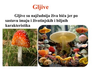 Gljive
Gljive su najčudnija živa bića jer po
sastavu imaju i životinjskih i biljnih
karakteristika
 