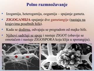 Polno razmnožavanje
Izogamija, heterogamija, oogamija – spajanje gameta.
ZIGOGAMIJA-spajanje dve gametangije (nastaju na
krajevima posebnih hifa).
Kada se dodirnu, odvajaju se pregradom od majke hife.
Njihovi sadržaji se spoje i nastaje ZIGOT (obavije se
omotačem i nastaje ZIGOSPORA koja klija u sporangiju).
++ --
 