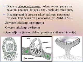 Kada se oslobode iz askusa, nošene vetrom padaju na
povoljnu podlogu i klijaju u novi, haploidni micelijum.
Kod naprednijih vrsta su askusi zaštićeni u posebnoj
tvorevini koja se naziva plodonosno telo-ASKOKARP
- Zatvoren askokarp-kleistotecija
- Otvoren askokarp-peritecija
- Apotecija-tanjirastog oblika, prekrivena hifama (himenija)
 