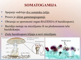 SOMATOGAMIJA
Spajanje sadržaja dve somatske ćelije.
Proces je sličan gametangiogamiji.
Obrazuje se sporonosni organ-BAZIDIJA (4 bazidiospore).
Bazidija nastaje na micelijumu ili na plodonosnom telu
bazidiokarpu.
Zrele bazidiospore klijaju u novi micelijum.
 