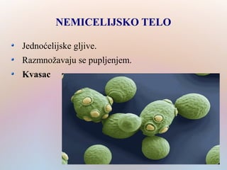 NEMICELIJSKO TELO
Jednoćelijske gljive.
Razmnožavaju se pupljenjem.
Kvasac
 