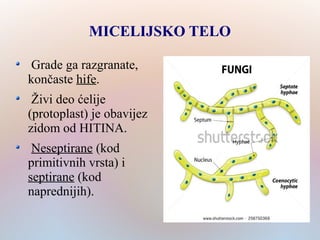 MICELIJSKO TELO
Grade ga razgranate,
končaste hife.
Živi deo ćelije
(protoplast) je obavijez
zidom od HITINA.
Neseptirane (kod
primitivnih vrsta) i
septirane (kod
naprednijih).
 