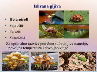 Ishrana gljiva
Heterotrofi
Saprofiti
Paraziti
Simbionti
-Za optimalno razviće potrebne su hranljive materije,
povoljna temperatura i dovoljno vlage.
 