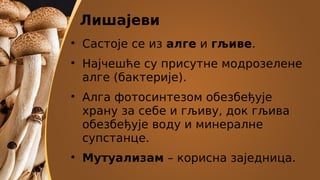 Лишајеви

Састоје се из алге и гљиве.

Најчешће су присутне модрозелене
алге (бактерије).

Алга фотосинтезом обезбеђује
храну за себе и гљиву, док гљива
обезбеђује воду и минералне
супстанце.

Мутуализам – корисна заједница.
 