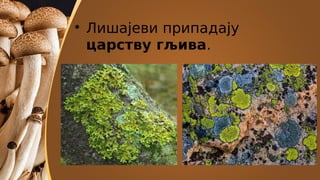 
Лишајеви припадају
царству гљива.
 
