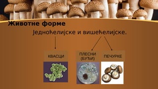 Животне форме
Једноћелијске и вишећелијске.
КВАСЦИ
ПЛЕСНИ
(БУЂИ)
ПЕЧУРКЕ
 
