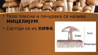 
Тело плесни и печурака се назива
МИЦЕЛИЈУМ.

Састоји се из ХИФА.
Тело
Хифе
Мицелијум
 