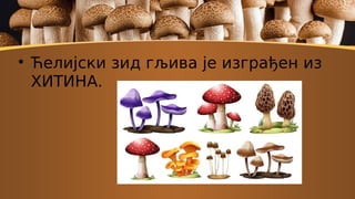 
Ћелијски зид гљива је изграђен из
ХИТИНА.
 