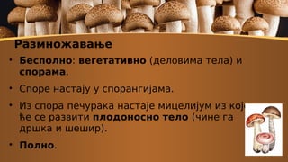 Размножавање

Бесполно: вегетативно (деловима тела) и
спорама.

Споре настају у спорангијама.

Из спора печурака настаје мицелијум из којег
ће се развити плодоносно тело (чине га
дршка и шешир).

Полно.
 