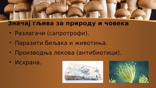 Значај гљива за природу и човека

Разлагачи (сапротрофи).

Паразити биљака и животиња.

Производња лекова (антибиотици).

Исхрана.
 