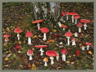 Gljive i  ljudi (Mushrooms and people)