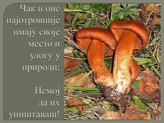 Gljive i  ljudi (Mushrooms and people)