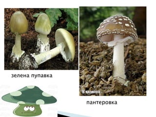 Gljive, raznovrsnost gljiva | PPT
