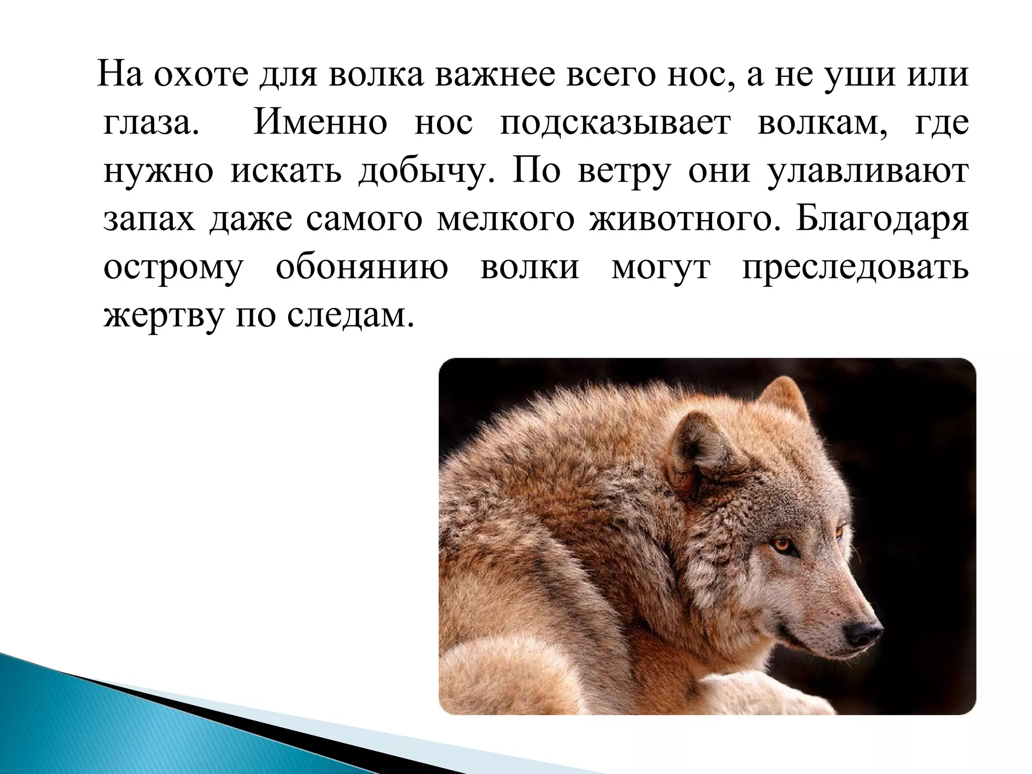 На охоте для волка важнее всего нос, а не уши или
глаза. Именно нос подсказывает волкам, где
нужно искать добычу. По ветру они улавливают
запах даже самого мелкого животного. Благодаря
острому обонянию волки могут преследовать
жертву по следам.
 