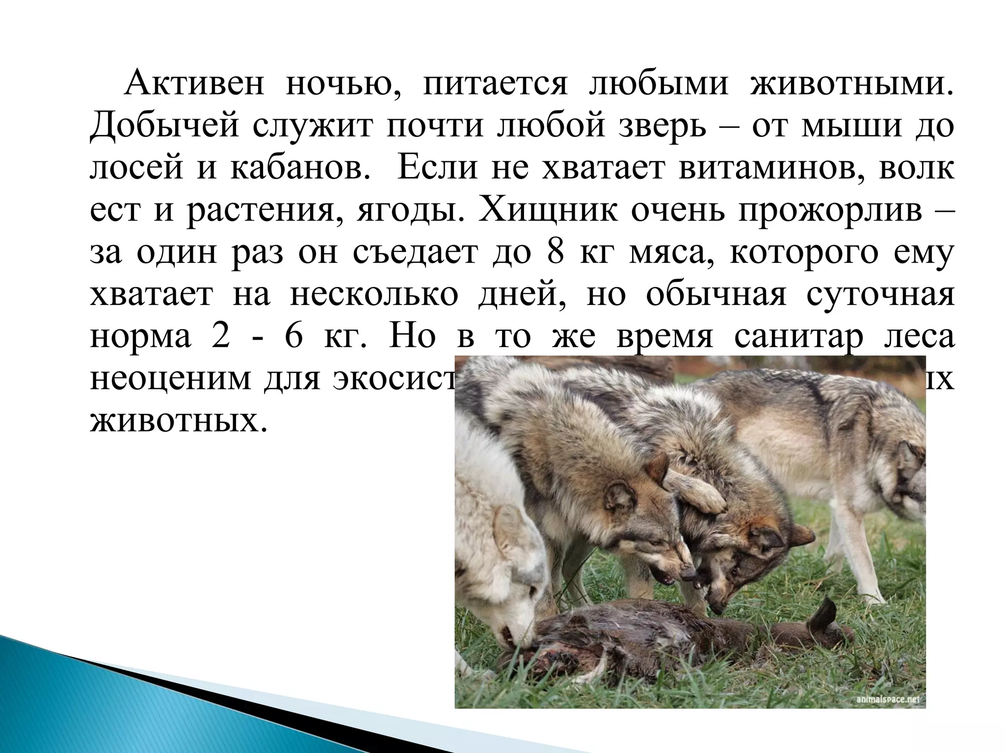 Активен ночью, питается любыми животными.
Добычей служит почти любой зверь – от мыши до
лосей и кабанов. Если не хватает витаминов, волк
ест и растения, ягоды. Хищник очень прожорлив –
за один раз он съедает до 8 кг мяса, которого ему
хватает на несколько дней, но обычная суточная
норма 2 - 6 кг. Но в то же время санитар леса
неоценим для экосистемы: он уничтожает больных
животных.
 