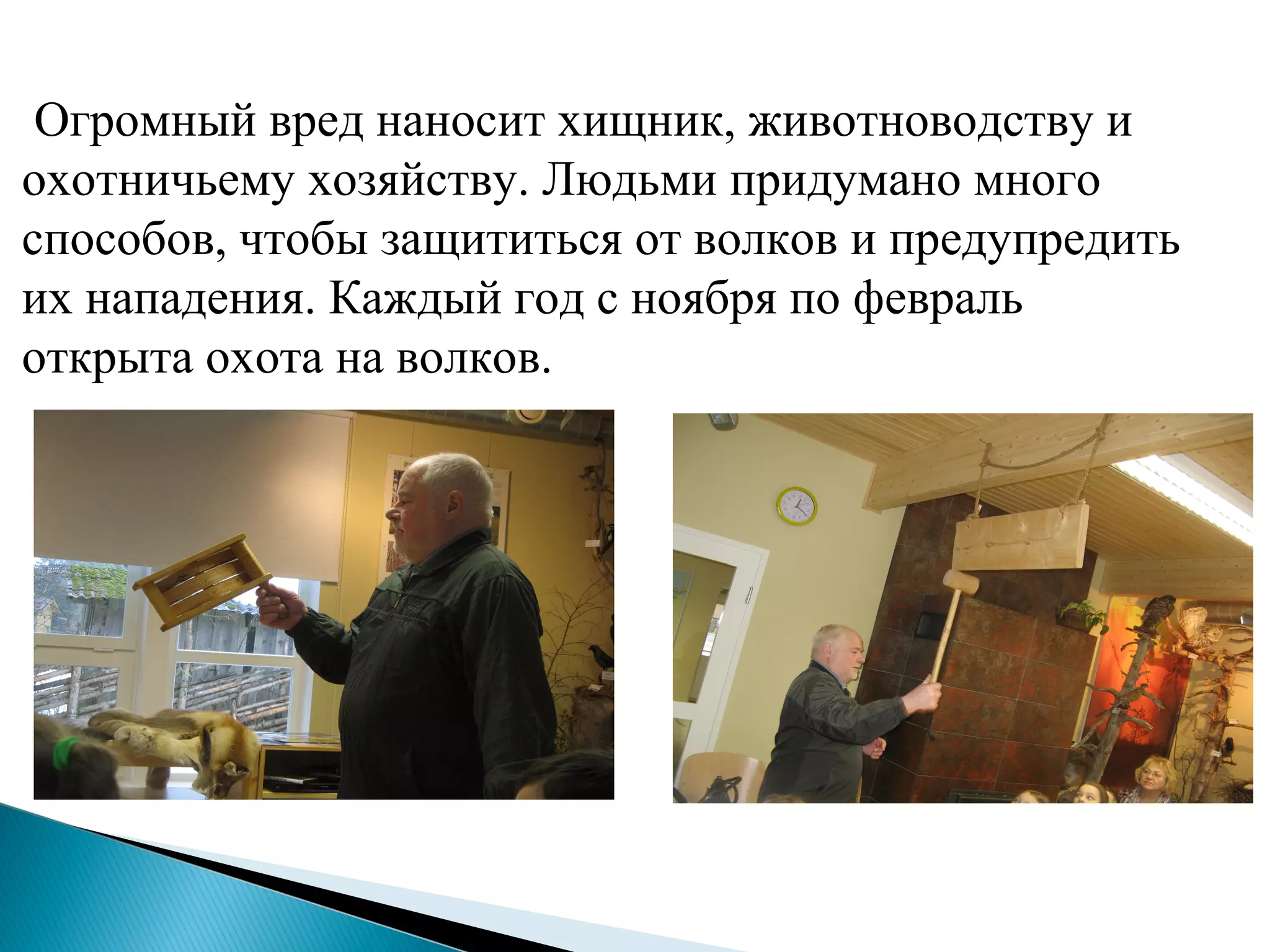 Огромный вред наносит хищник, животноводству и
охотничьему хозяйству. Людьми придумано много
способов, чтобы защититься от волков и предупредить
их нападения. Каждый год с ноября по февраль
открыта охота на волков.
 